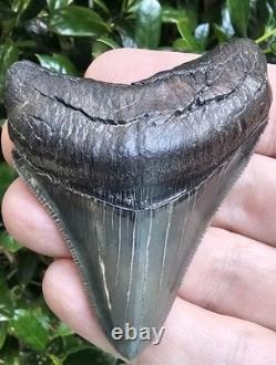 Perfect Pyritized Georgia Megalodon Shark Tooth Fossil Not Chubutensis
