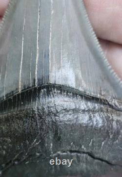 Perfect Pyritized Georgia Megalodon Shark Tooth Fossil Not Chubutensis