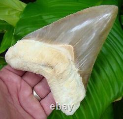 Peru Megalodon Shark Tooth 6 Inch Peruvian Real Fossil