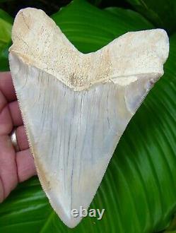Peru Megalodon Shark Tooth 6 Inch Peruvian Real Fossil