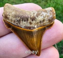 Peruvian Chubutensis Shark Tooth Fossil Megalodon Ancestor Peru