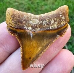 Peruvian Chubutensis Shark Tooth Fossil Megalodon Ancestor Peru