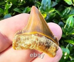 Peruvian Chubutensis Shark Tooth Fossil Megalodon Ancestor Peru