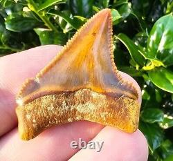 Peruvian Chubutensis Shark Tooth Fossil Megalodon Ancestor Peru