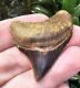 Peruvian Chubutensis Shark Tooth Fossil Not Megalodon