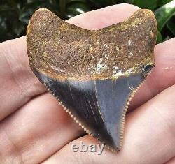 Peruvian Chubutensis Shark Tooth Fossil Not Megalodon