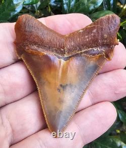 Peruvian Chubutensis Shark Tooth Fossil Not Megalodon Peru