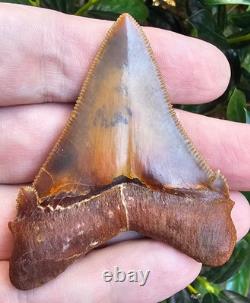 Peruvian Chubutensis Shark Tooth Fossil Not Megalodon Peru