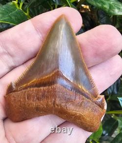 Peruvian Chubutensis Shark Tooth Fossil Not Megalodon Peru