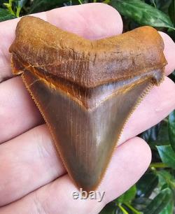 Peruvian Chubutensis Shark Tooth Fossil Not Megalodon Peru