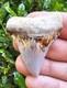 Peruvian Great White Shark Tooth Fossil Not Megalodon Peru 1.88