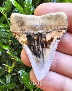 Peruvian Great White Shark Tooth Fossil Not Megalodon Peru 1.88