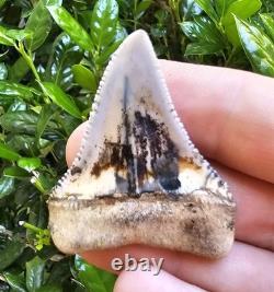 Peruvian Great White Shark Tooth Fossil Not Megalodon Peru 1.88