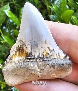 Peruvian Great White Shark Tooth Fossil Not Megalodon Peru 1.88
