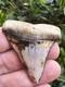 Peruvian Great White Shark Tooth Fossil Not Megalodon Peru 2.19