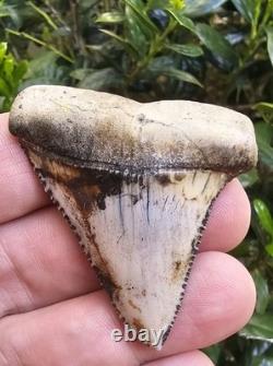 Peruvian Great White Shark Tooth Fossil Not Megalodon Peru 2.19