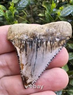 Peruvian Great White Shark Tooth Fossil Not Megalodon Peru 2.19