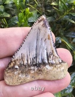 Peruvian Great White Shark Tooth Fossil Not Megalodon Peru 2.19