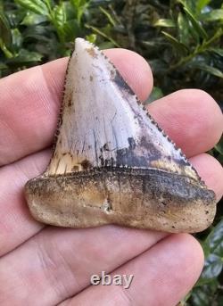 Peruvian Great White Shark Tooth Fossil Not Megalodon Peru 2.19