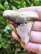 Peruvian Great White Shark Tooth Fossil Not Megalodon Peru 2.2