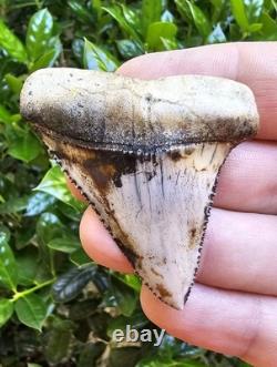 Peruvian Great White Shark Tooth Fossil Not Megalodon Peru 2.2