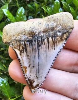 Peruvian Great White Shark Tooth Fossil Not Megalodon Peru 2.2