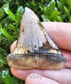 Peruvian Great White Shark Tooth Fossil Not Megalodon Peru 2.2