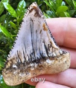 Peruvian Great White Shark Tooth Fossil Not Megalodon Peru 2.2