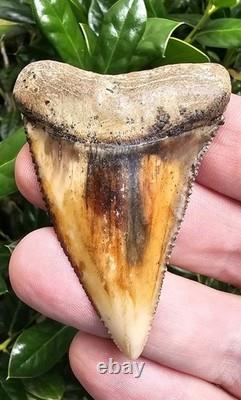 Peruvian Great White Shark Tooth Fossil Peru Not Megalodon