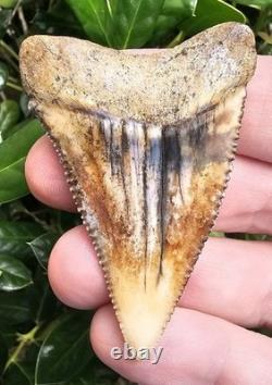 Peruvian Great White Shark Tooth Fossil Peru Not Megalodon