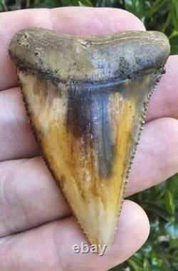 Peruvian Great White Shark Tooth Fossil Peru Not Megalodon