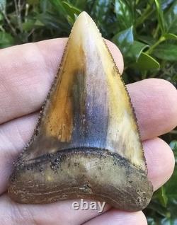 Peruvian Great White Shark Tooth Fossil Peru Not Megalodon
