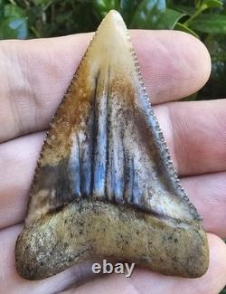 Peruvian Great White Shark Tooth Fossil Peru Not Megalodon