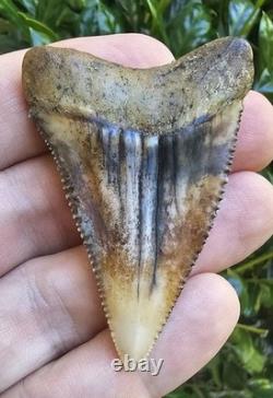 Peruvian Great White Shark Tooth Fossil Peru Not Megalodon