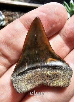 Peruvian Hubbelli Shark Tooth Fossil Not Megalodon Transitional Peru