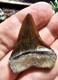 Peruvian Hubbelli Shark Tooth Fossil Not Megalodon Transitional Peru