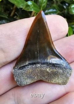 Peruvian Hubbelli Shark Tooth Fossil Not Megalodon Transitional Peru