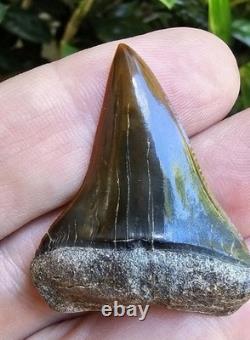 Peruvian Hubbelli Shark Tooth Fossil Not Megalodon Transitional Peru