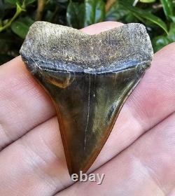 Peruvian Hubbelli Shark Tooth Fossil Not Megalodon Transitional Peru