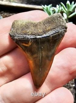Peruvian Hubbelli Shark Tooth Fossil Not Megalodon Transitional Peru