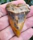 Peruvian Hubbelli Shark Tooth Fossil Transitional Great White Not Megalodon