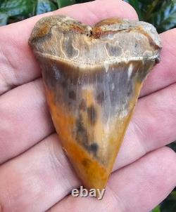 Peruvian Hubbelli shark tooth fossil transitional Great White not Megalodon