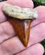 Peruvian Hubbelli Shark Tooth Fossil Transitional Great White Not Megalodon