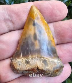 Peruvian Hubbelli shark tooth fossil transitional Great White not Megalodon