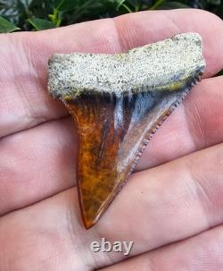 Peruvian Hubbelli shark tooth fossil transitional Great White not Megalodon