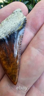 Peruvian Hubbelli shark tooth fossil transitional Great White not Megalodon