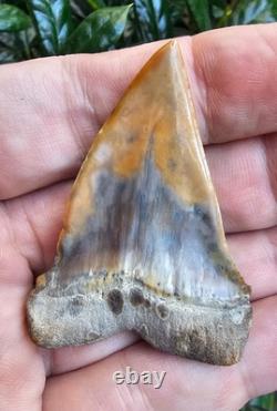 Peruvian Hubbelli shark tooth fossil transitional Great White not Megalodon