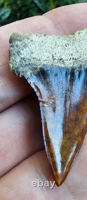 Peruvian Hubbelli shark tooth fossil transitional Great White not Megalodon