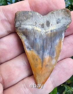 Peruvian Hubbelli shark tooth fossil transitional Great White not Megalodon