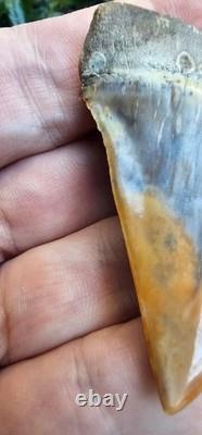 Peruvian Hubbelli shark tooth fossil transitional Great White not Megalodon